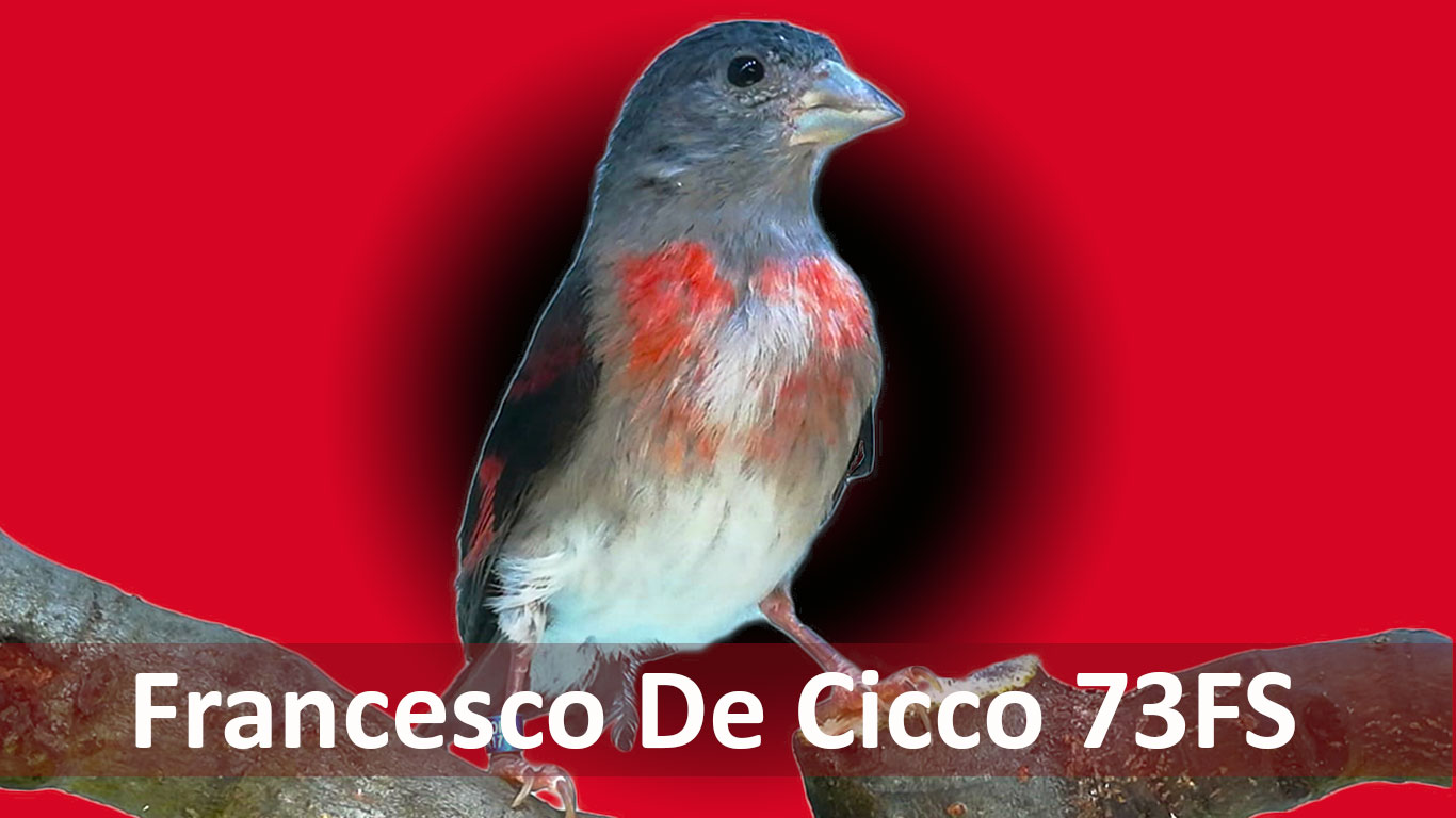 Allevamento del Cardinalino del Venezuela