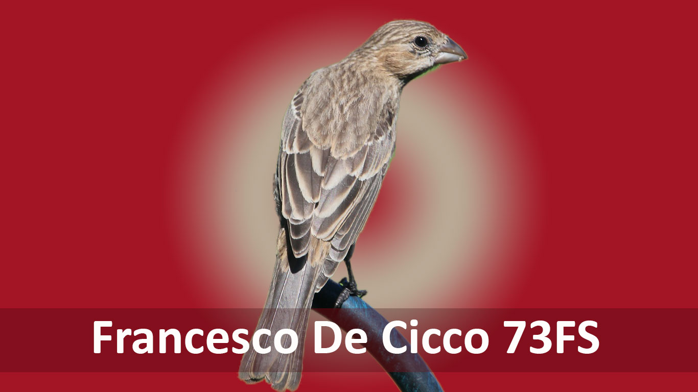 Allevamento del Carpodaco del Messico