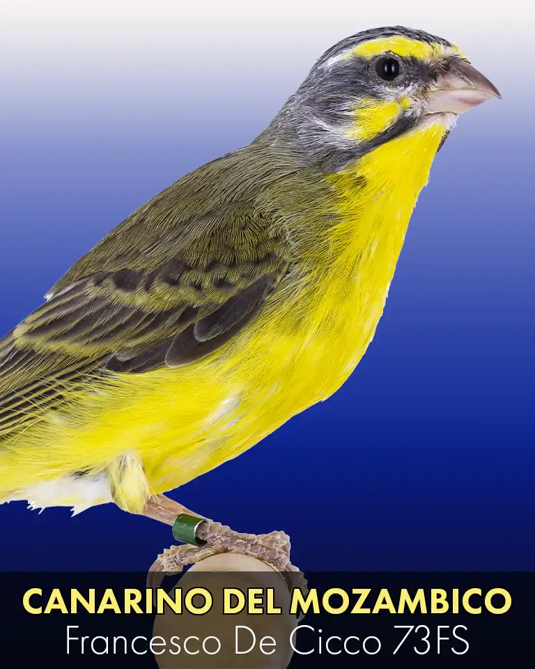 Allevamento del Canarino del Mozambico