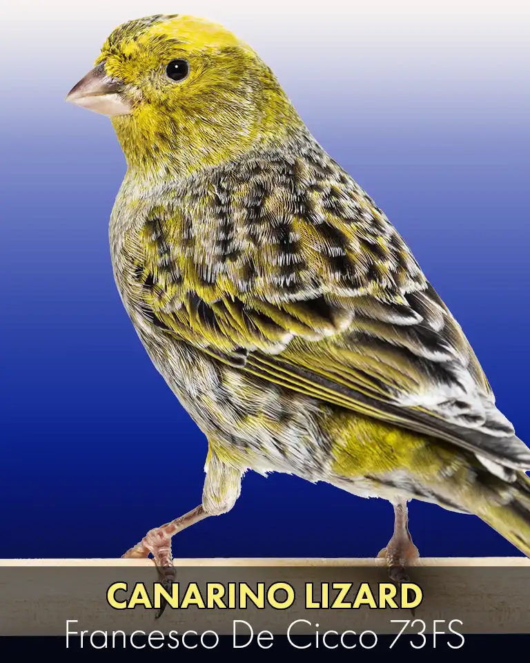 Allevamento del Canarino Lizard