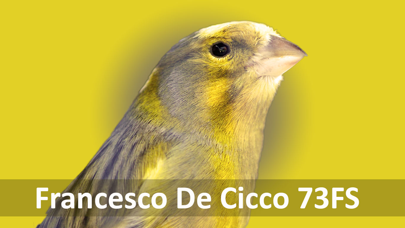 Allevamento degli Ibridi tra Fringillidi