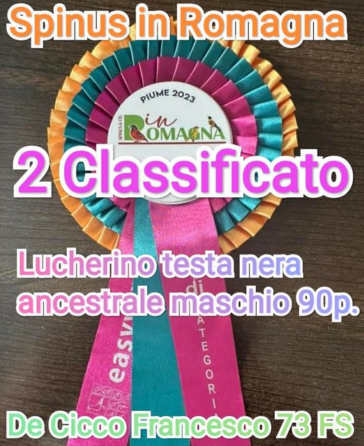 Risultati della Mostra Specialistica Spinus in Romagna 2023 Risultati della Mostra Specialistica Spinus in Romagna 2023