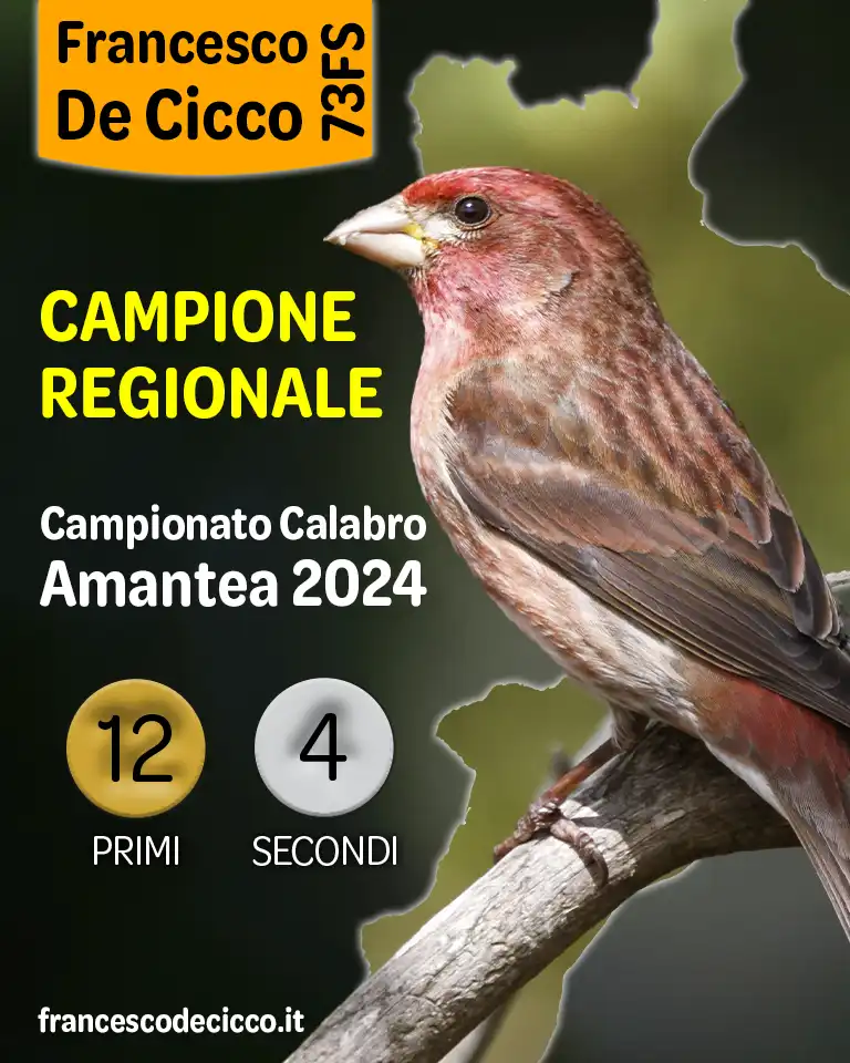 Risultati del Campionato Regionale Calabro 2024 Risultati del Campionato Regionale Calabro 2024