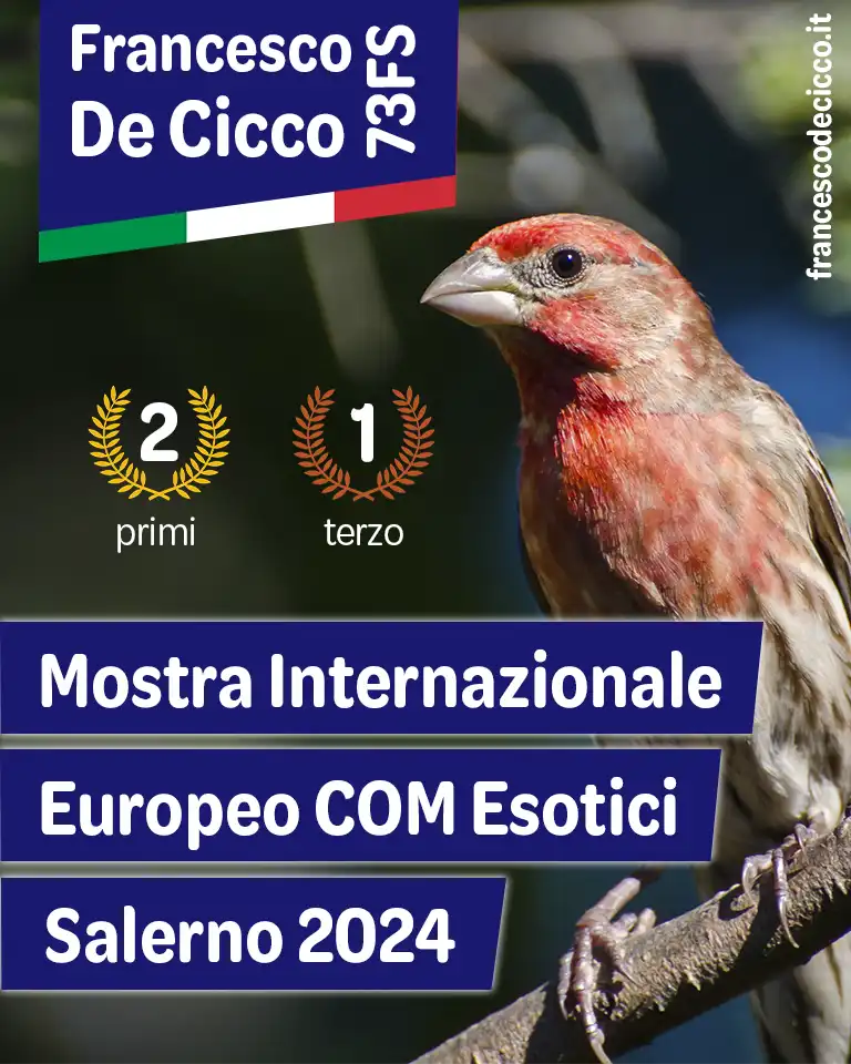 Risultati della Mostra Internazionale di Salerno Risultati della Mostra Internazionale di Salerno