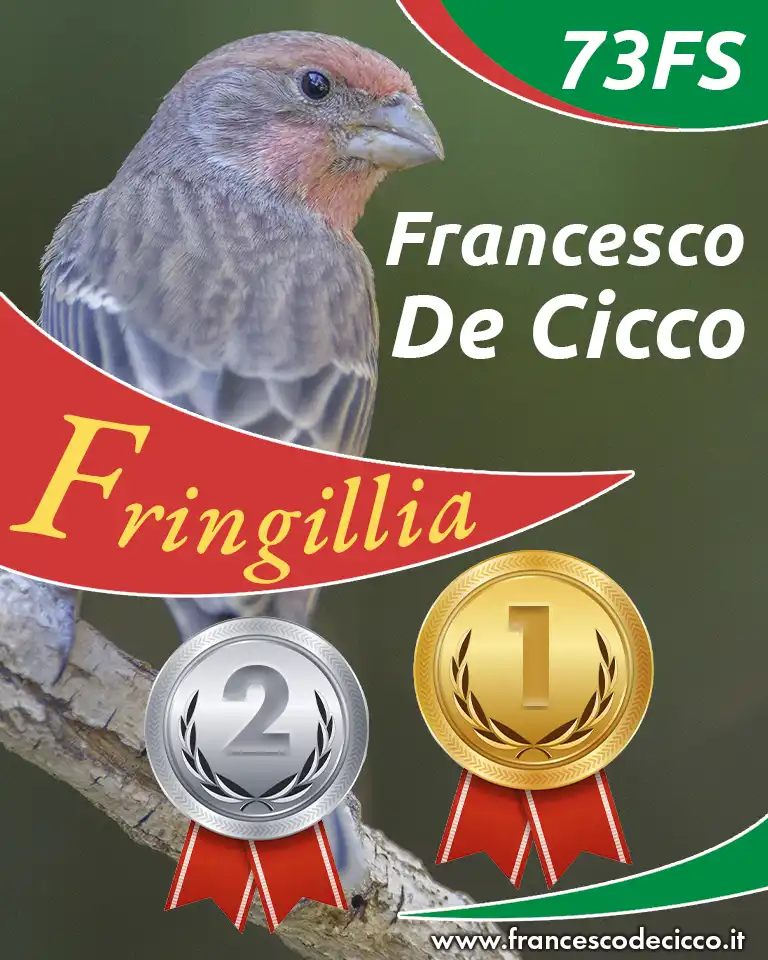 Risultati della Mostra Specialistica di Fringillia Risultati della Mostra Specialistica di Fringillia
